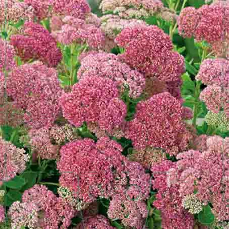 Bergknapp  'Herbstfreude'