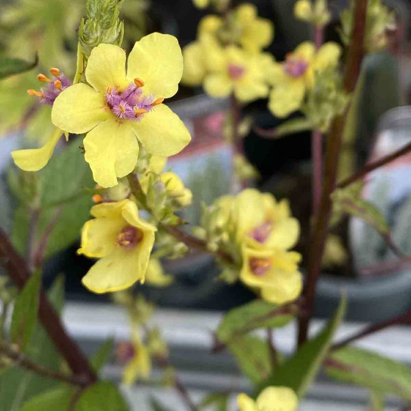 Kongslys, Fransk- 'Sixteen candles'