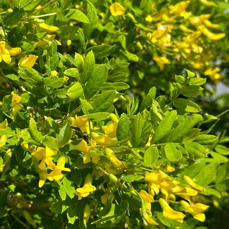 Hengeertebusk 'Pendula' oppstammet