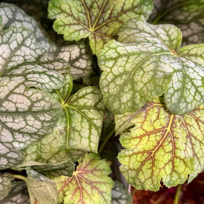 Hovedbilde Alunrot 'Green spice'