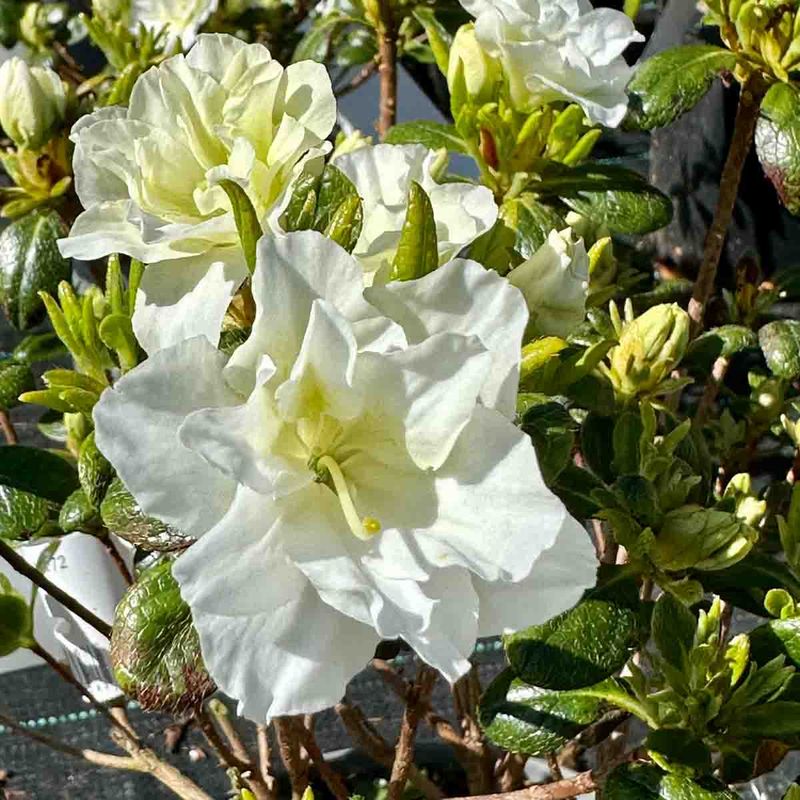 Rhododendron  'Schneeperle'