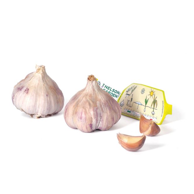 Hovedbilde Hvitløk,  'Germidour' 2-pk