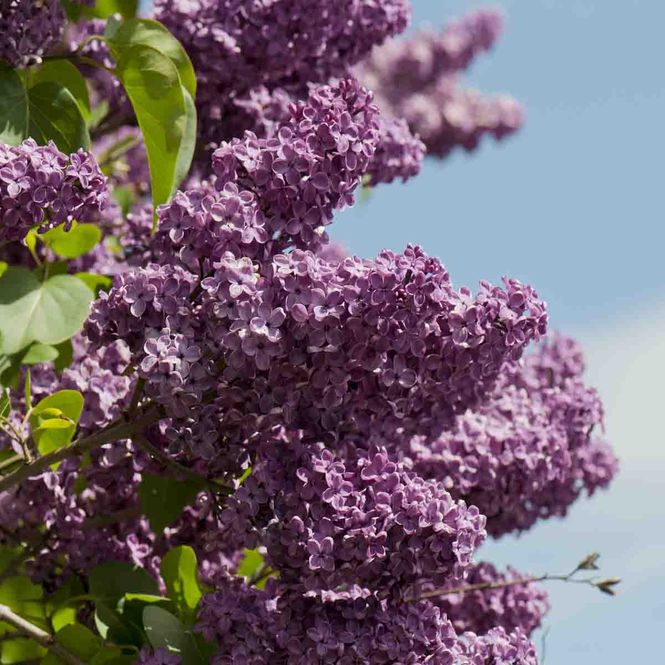 Hovedbilde Syrin, oppstammet, 'Andeken an Ludwig Spaeth'