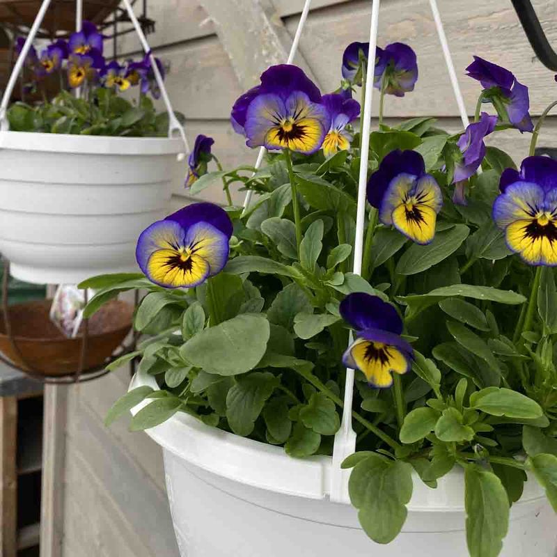 Sommerblomst i ampel - medium