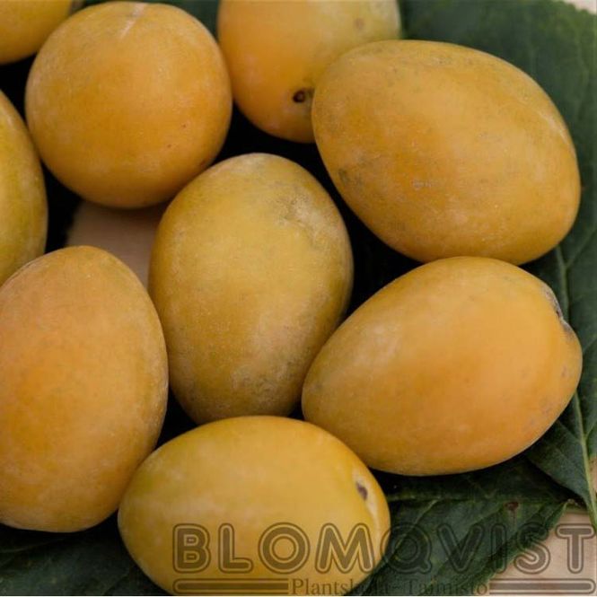 Hovedbilde Plommetre 'Onega gul'