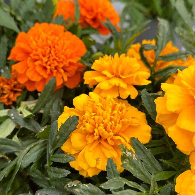 Hovedbilde Tagetes