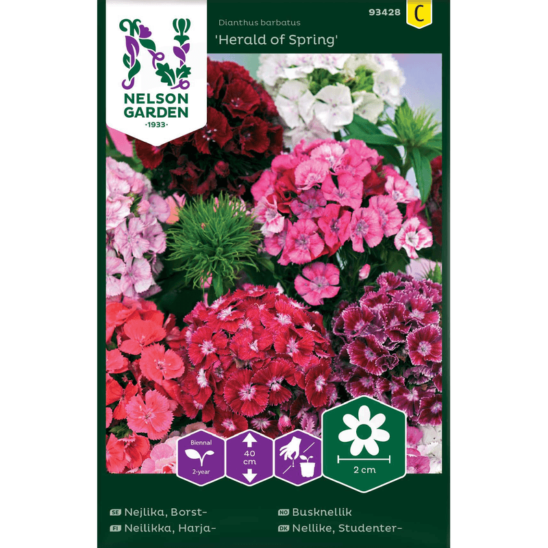 Busknellik 'Herald of Spring' enkel