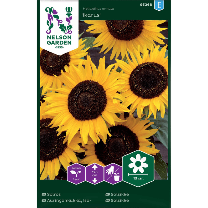 Hovedbilde Solsikke 'Ikarus'