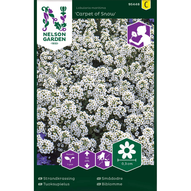 Smådodre 'Carpet of Snow' hvit