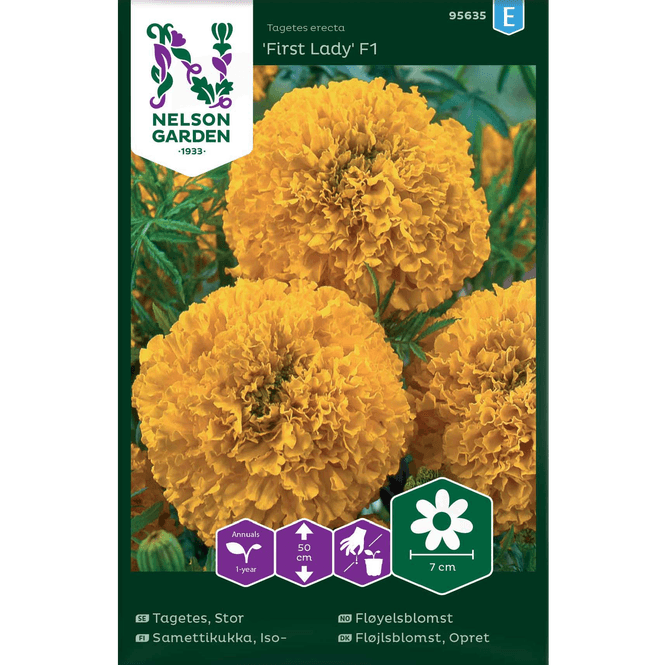 Hovedbilde Fløyelsblomst 'First Lady' F1
