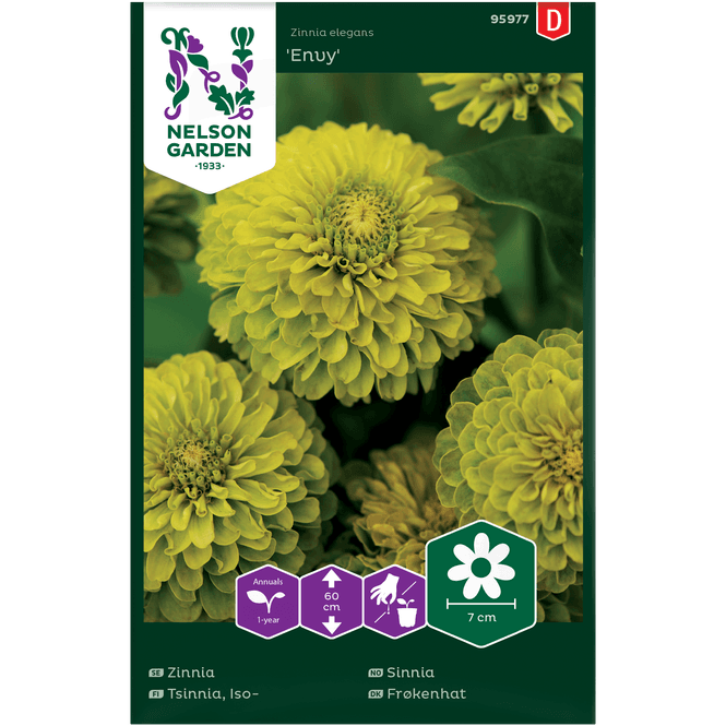 Hovedbilde Sinnia 'Envy' høy