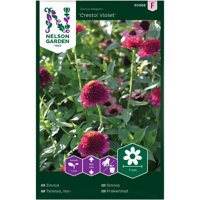 Hovedbilde Sinnia 'Cresto! Violet' høy
