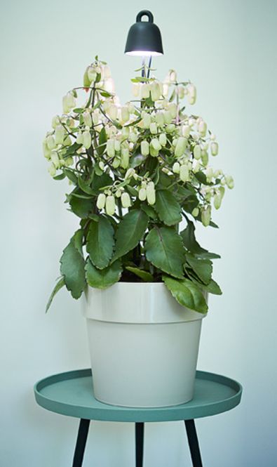 Hovedbilde Plantelys; Leaf light care