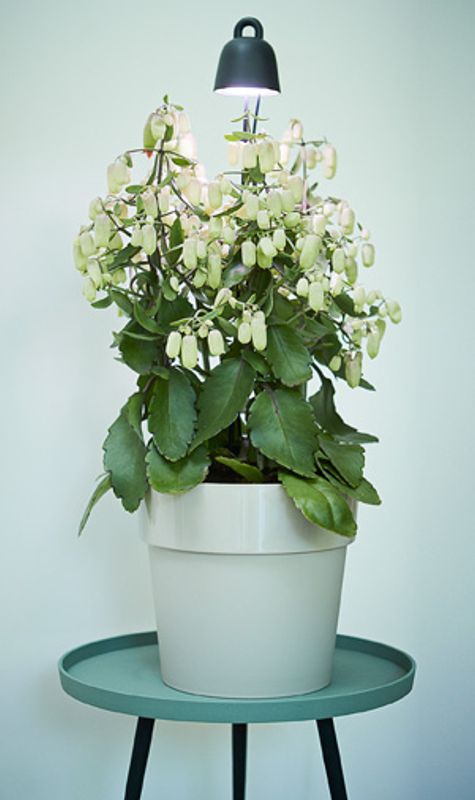 Plantelys; Leaf light care