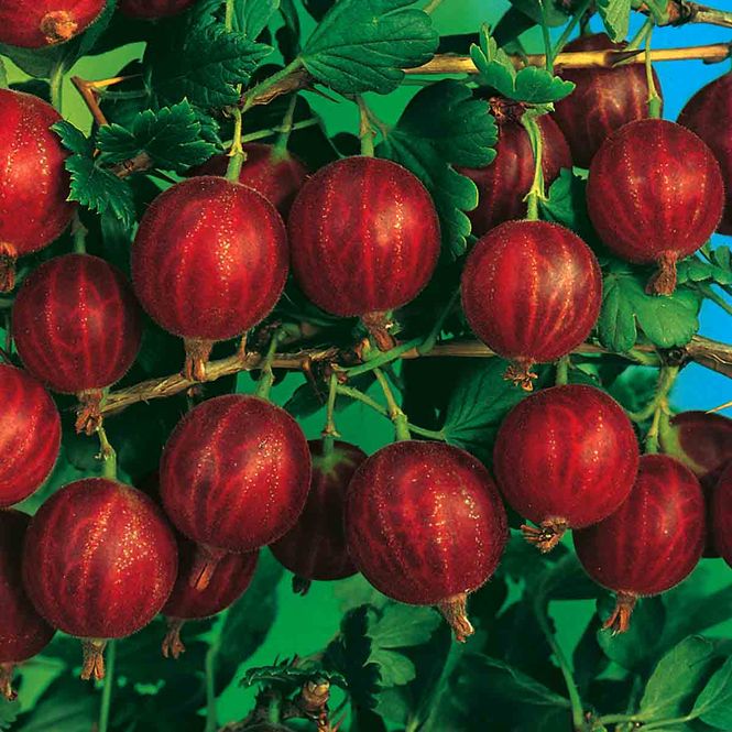 Hovedbilde Stikkelsbær 'Hinnonmaki Rød'