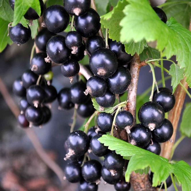 Hovedbilde Solbær 'Sunderbyn'