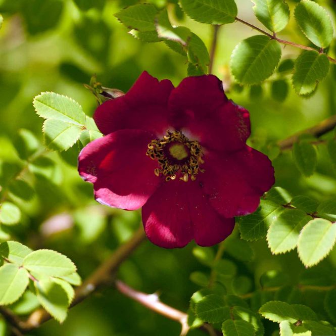 Hovedbilde Tromsørosen  'Tromsø' Busk-