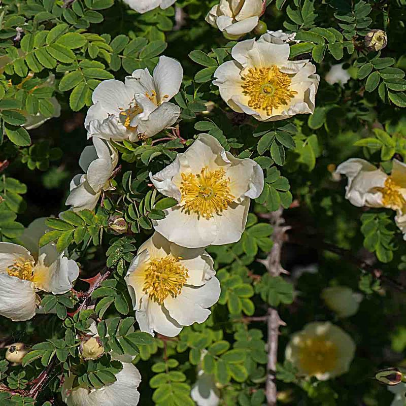 Trollnyperose 'Flora plena' (Finlands hvite rose) Busk-