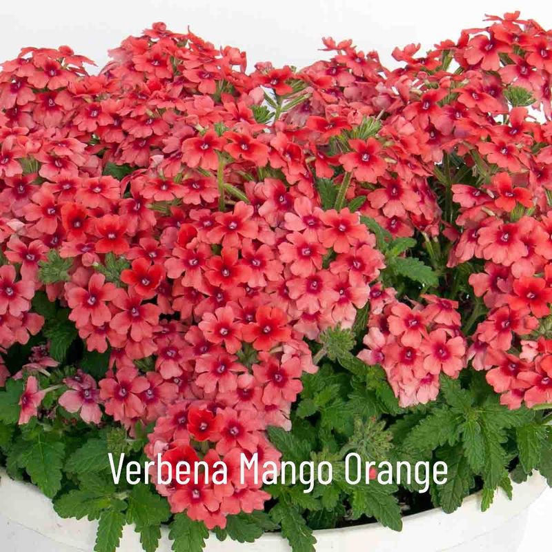 Verbena