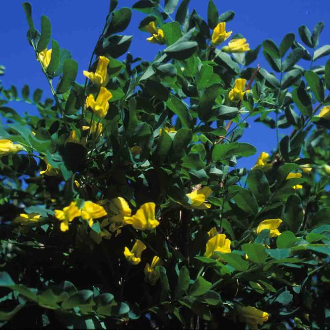 Hovedbilde Sibirertebusk