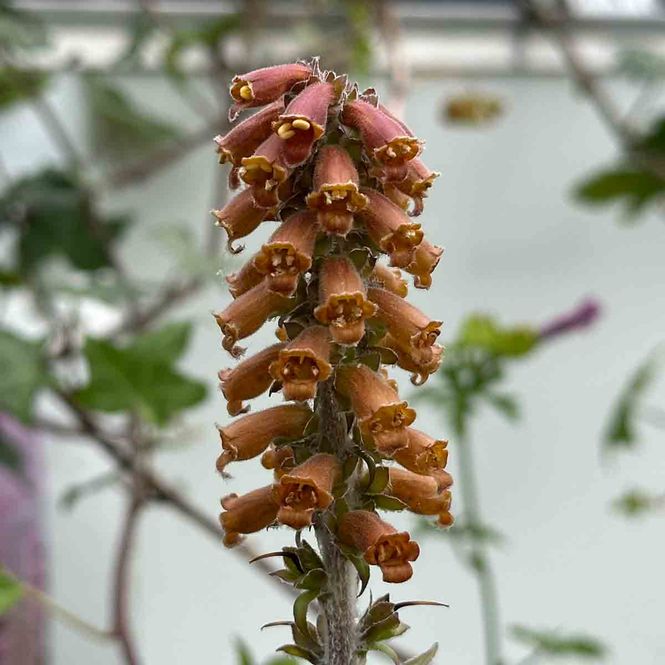 Hovedbilde Revebjelle 'Milk Chocolate'