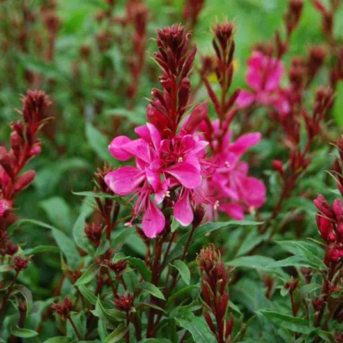 Sommerlys