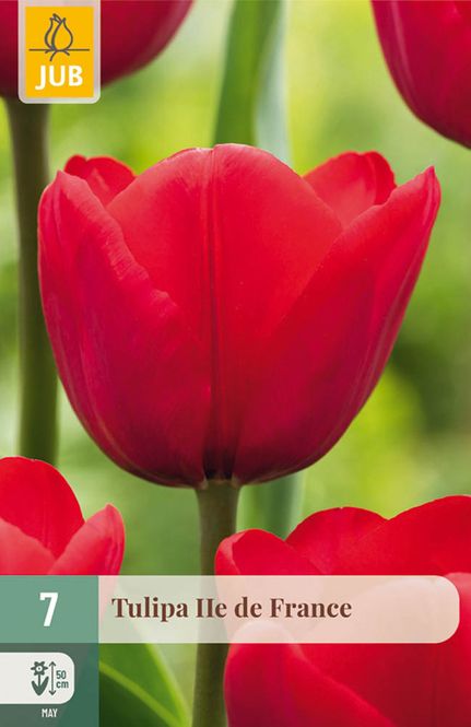 Hovedbilde Tulipanløk, Triumph- 'Ile de France' 7pk