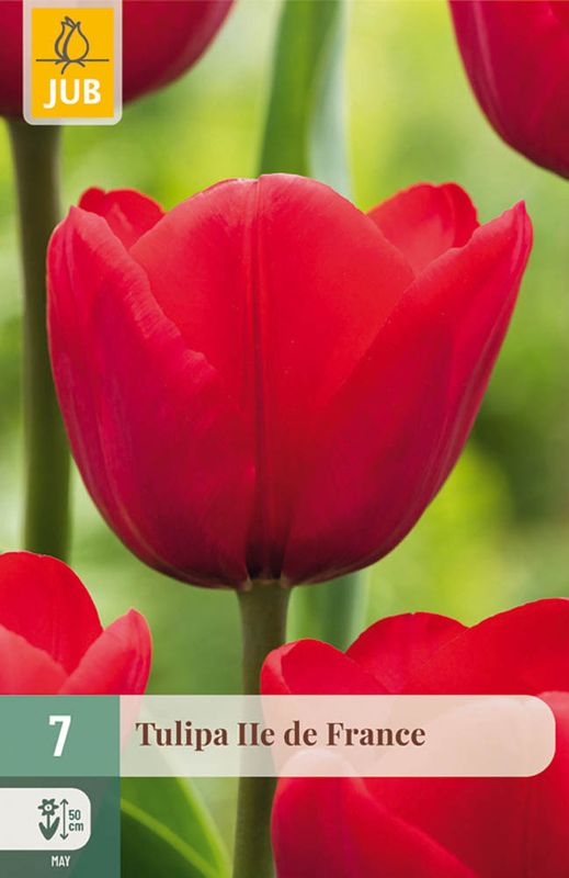 Tulipanløk, Triumph- 'Ile de France' 7pk