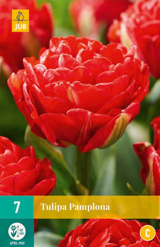Tulipanløk, Dobbel-  'Pamplona' 7pk