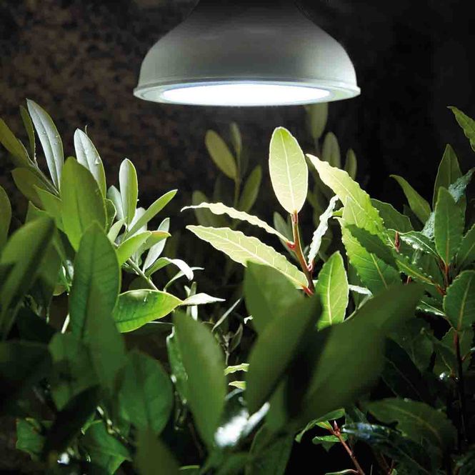 Hovedbilde Plantelys LED-pære 18W E27