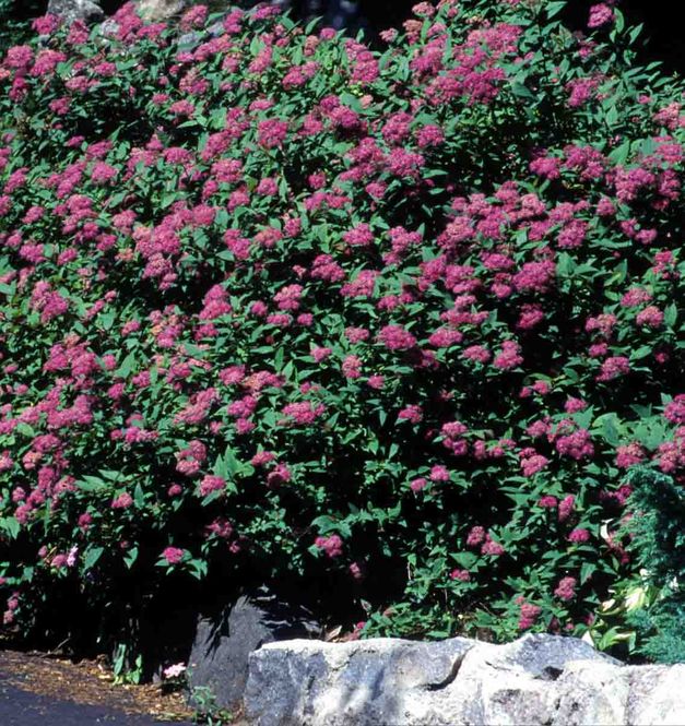 Hovedbilde Spirea, Japan- 'Froebelii Kristin'