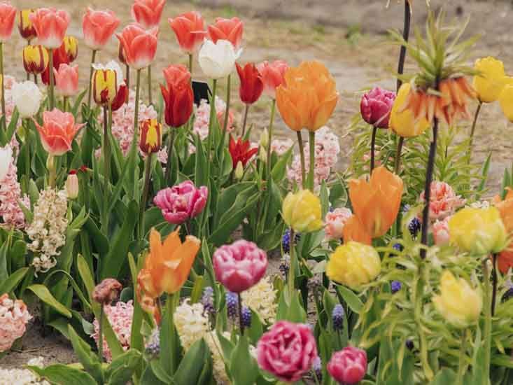 Forhåndsbestill høstens blomsterløker