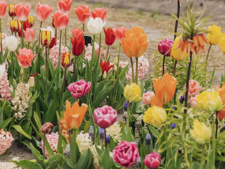 Forhåndsbestill høstens blomsterløker