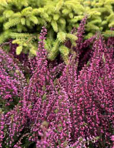 Planter og stauder