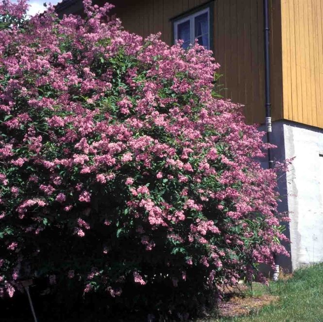 Hovedbilde Syrin, ungarsk 'Lundenes'