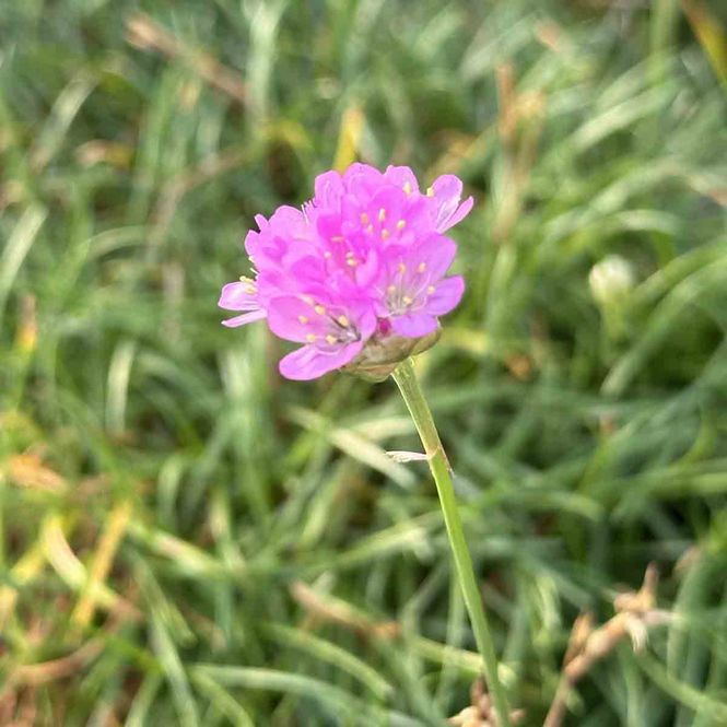 Hovedbilde Nellik, Strand- NoNa Husvik
