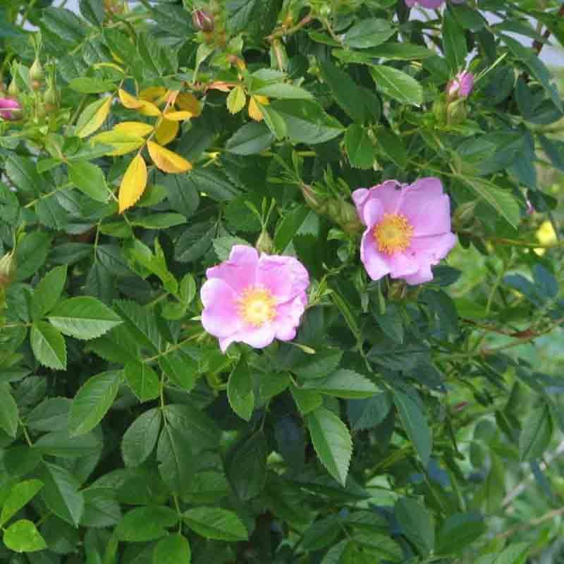 Sumprose 'Gunnel' Busk-