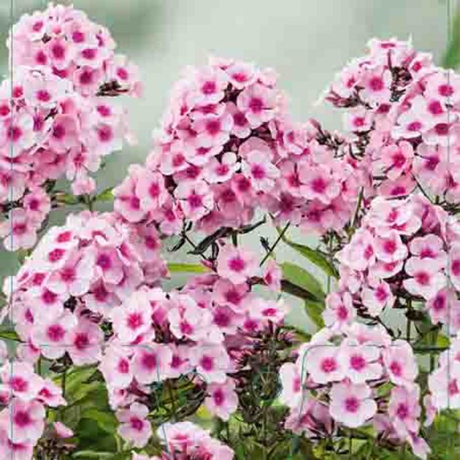 Hovedbilde Floks, Høst  'Bright Eyes'