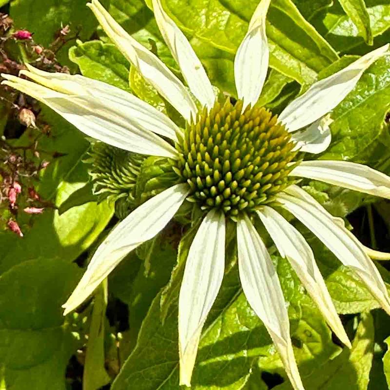 Solhatt 'Happy star'