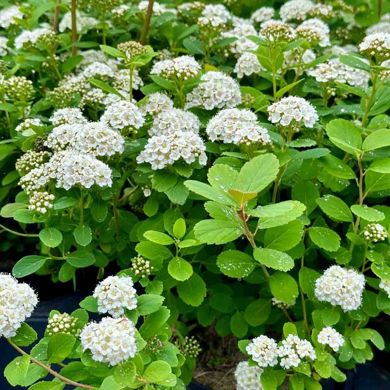 Bjørkebladspirea 'Tor'