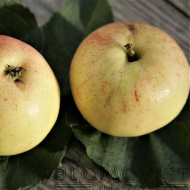 Hovedbilde Epletre 'Lepas Melon' 