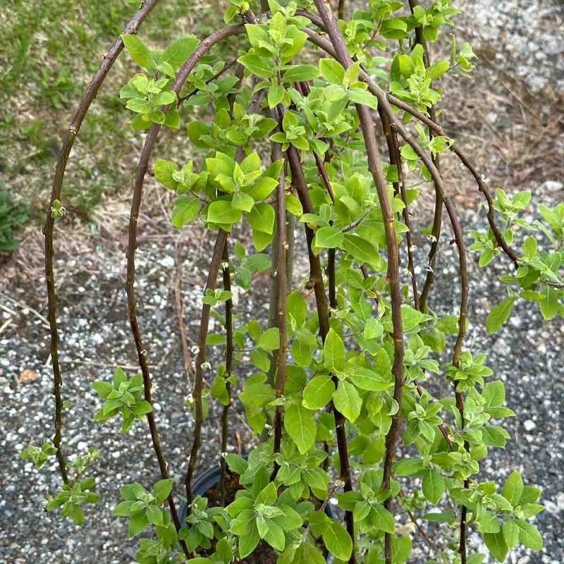 Hengeselje 'Kilmarnock' oppstammet