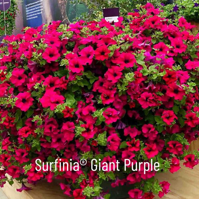 Hovedbilde Superpetunia 