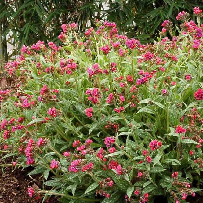 Hovedbilde Lungeurt 'Raspberry Splash'