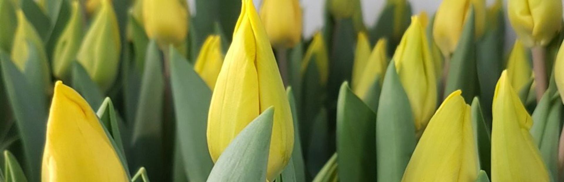 dugnads salg inntekt tulipaner