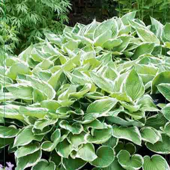 Hovedbilde Hosta 'Albomarginata'