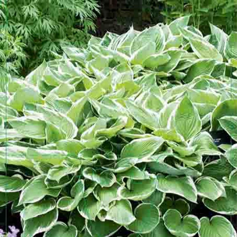 Hosta 'Albomarginata'