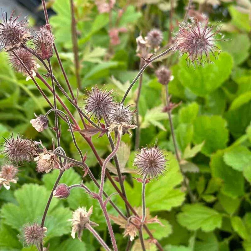 Humleblom, eng- 'Vesterålen'