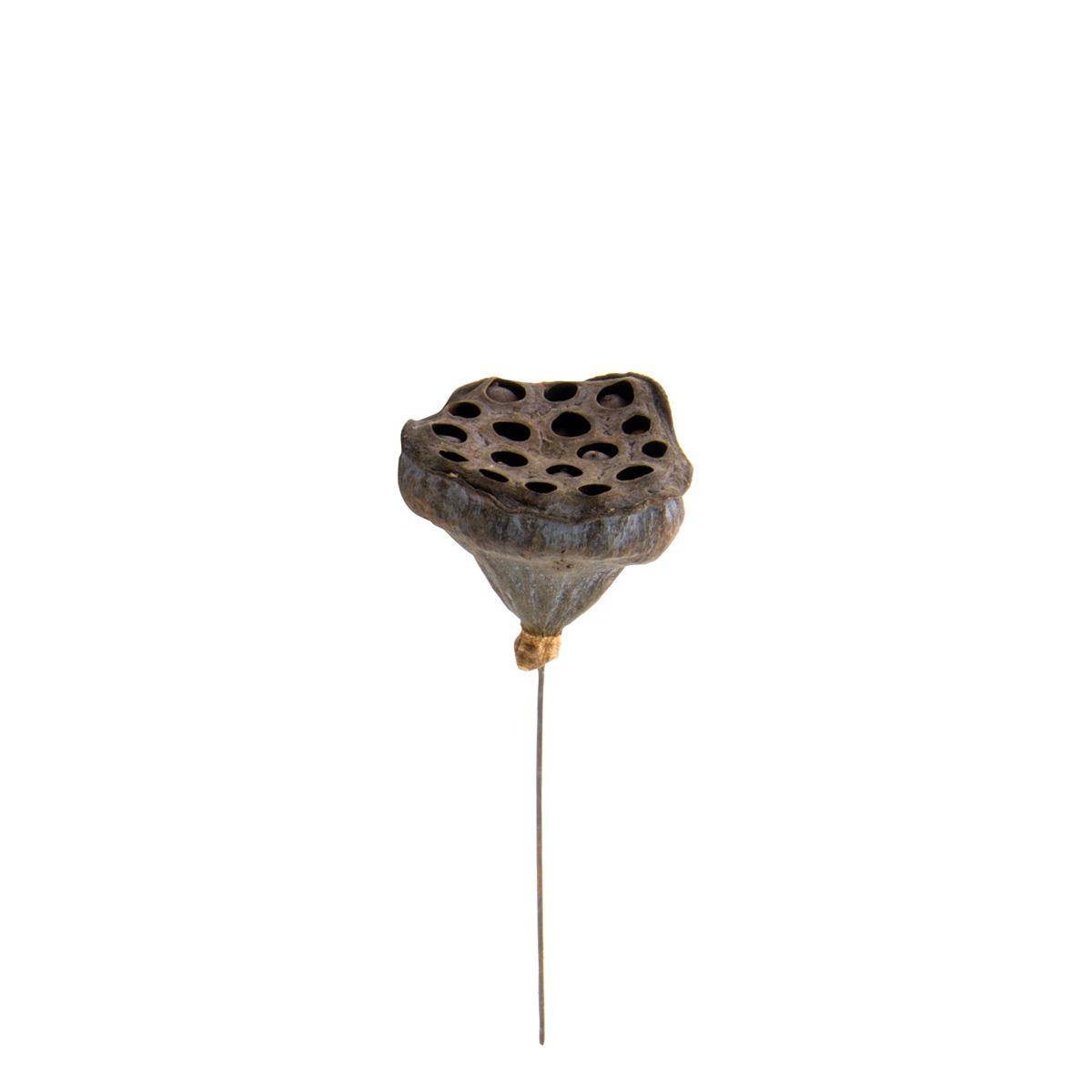 Mini lotus på streng,  natur