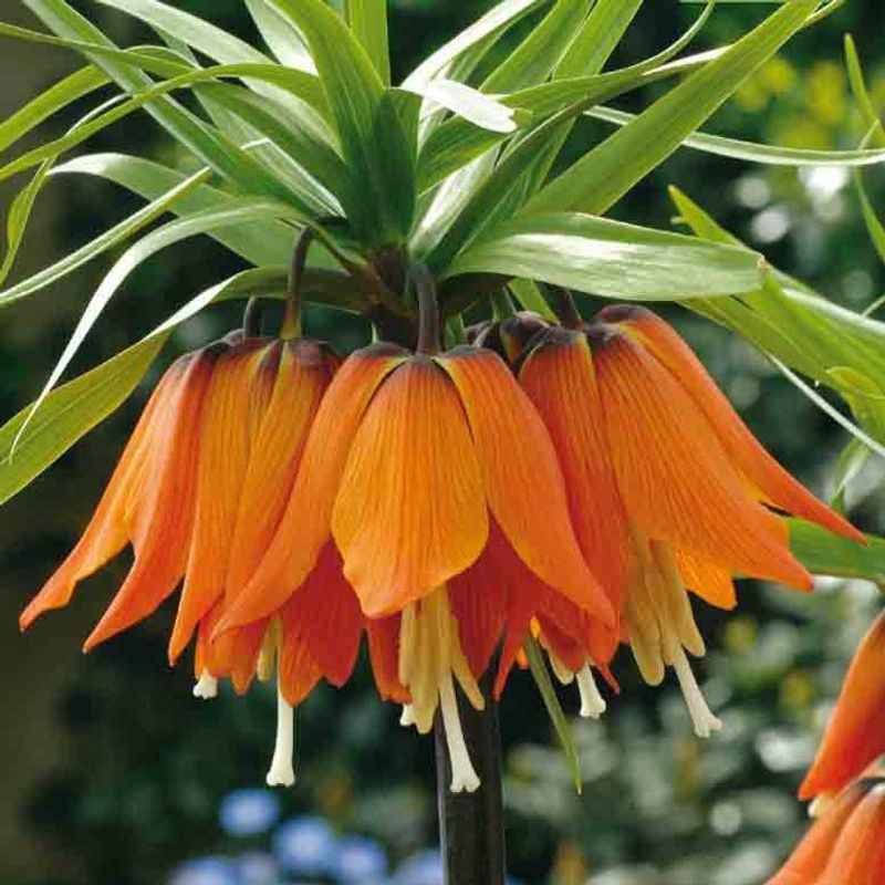 Keiserkrone 'Imp.Aurora'